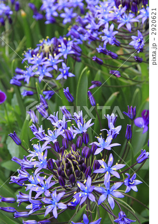 シラー　ベルビアナ 2920621