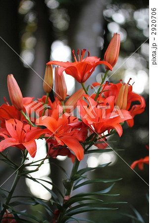 スカシユリ 2920706