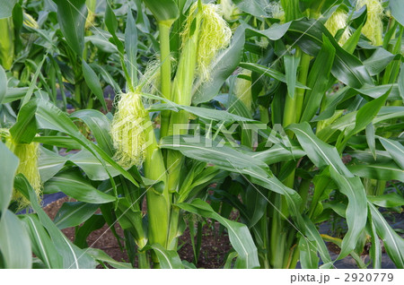 トウモロコシ畑　トウモロコシ 2920779