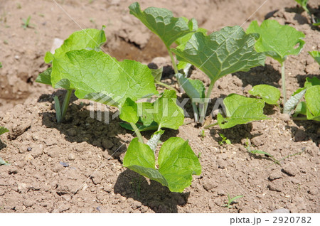ゴボウの苗 ゴボウ ゴボウ畑 ゴボウの苗 ゴボウ ゴボウ畑 2920782