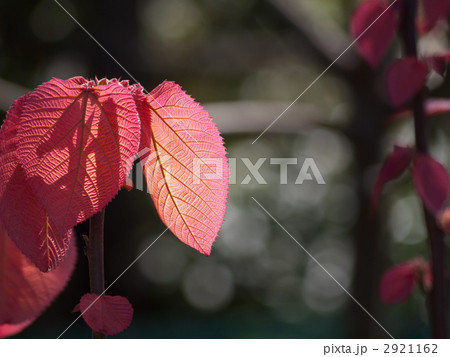 オオバベニガシワ オオバベニガシワ 2921162