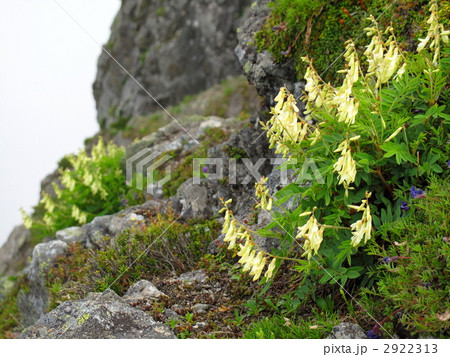 イワオウギ 2922313