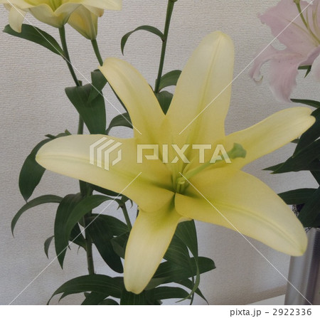 イエローイン イエローイン 2922336