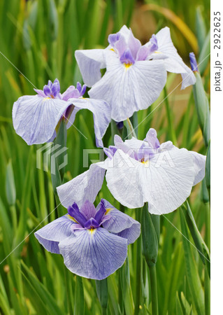 濃藤紫に脈入りの花菖蒲・朝露 2922625