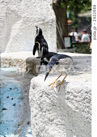 上野動物園のケープペンギンと餌の横取りを狙うゴイサギ  上野動物園のケープペンギンと餌の横取りを狙うゴイサギ  2922688