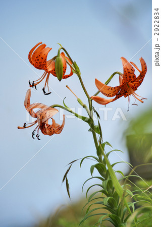 コオニユリ コオニユリ 2922834