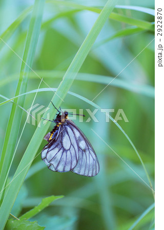 ウスバシロチョウ ウスバシロチョウ 2922870