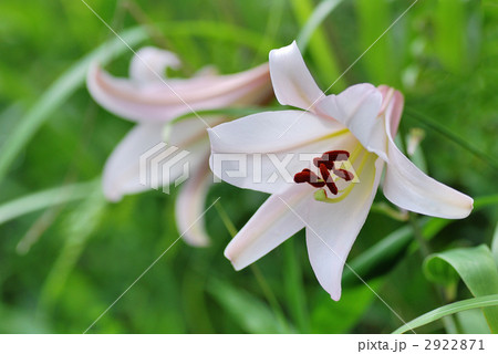ササユリ ササユリ 2922871