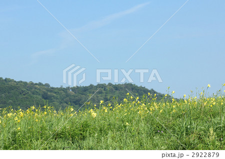 伊吹のユウスゲ 伊吹のユウスゲ 2922879