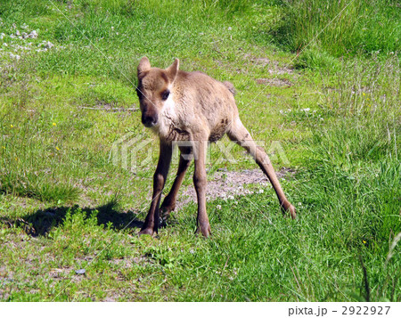 トナカイの赤ちゃん トナカイの赤ちゃん 2922927