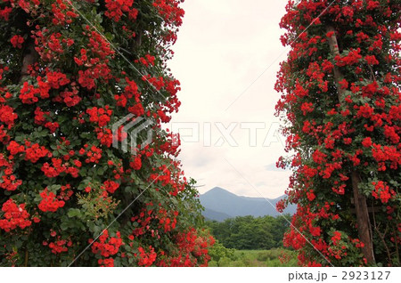 さかき千曲川バラ公園 2923127