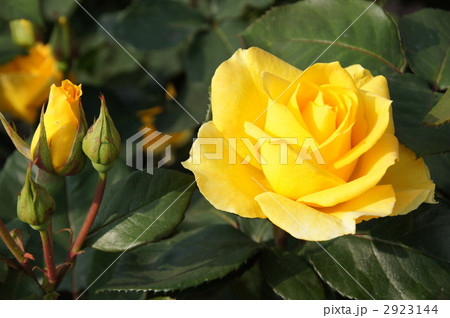 さかき千曲川バラ公園 さかき千曲川バラ公園 2923144