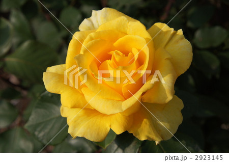 さかき千曲川バラ公園 さかき千曲川バラ公園 2923145