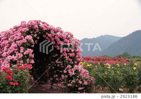 さかき千曲川バラ公園 2923186