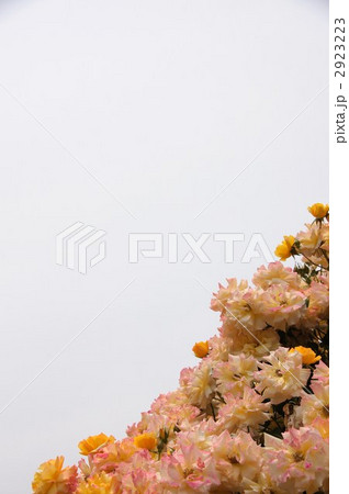 さかき千曲川バラ公園 2923223