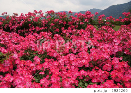 さかき千曲川バラ公園 2923266