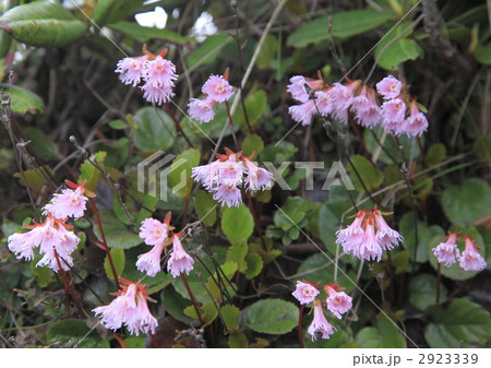 北横岳に咲く 2923339