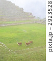 朝のマチュ･ピチュを歩くリャマ 2923528