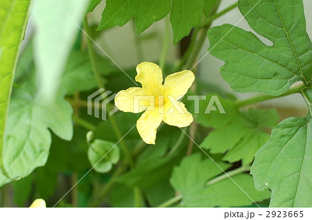 ゴーヤの花 2923665