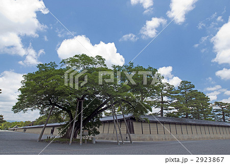 京都御苑 椋木 清水谷の椋 京都御苑 椋木 清水谷の椋 2923867