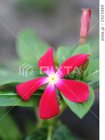 ビンカの花 2923889