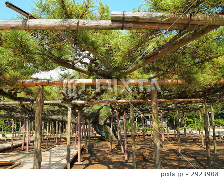 善養寺・影向の松 2923908