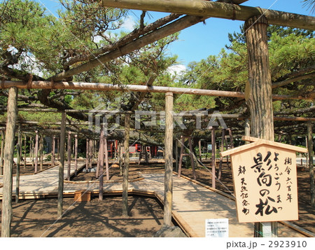 善養寺・影向の松 2923910