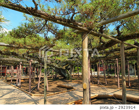 善養寺・影向の松 善養寺・影向の松 2923914