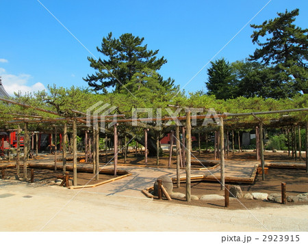 善養寺・影向の松 善養寺・影向の松 2923915