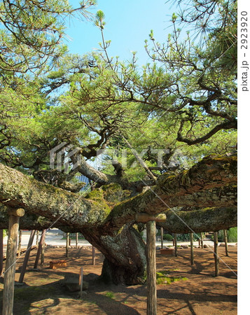 善養寺・影向の松 善養寺・影向の松 2923920
