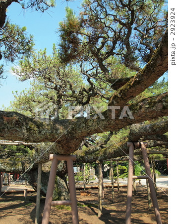 善養寺・影向の松 2923924