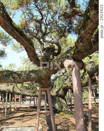 善養寺・影向の松 善養寺・影向の松 2923925