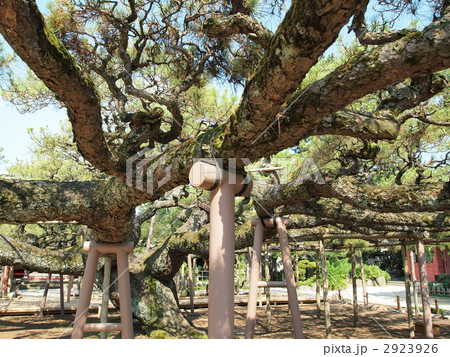 善養寺・影向の松 善養寺・影向の松 2923926