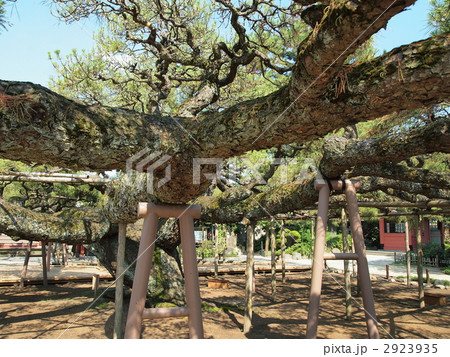 善養寺・影向の松 2923935