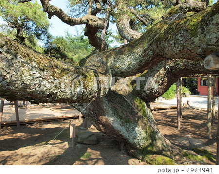 善養寺・影向の松 善養寺・影向の松 2923941