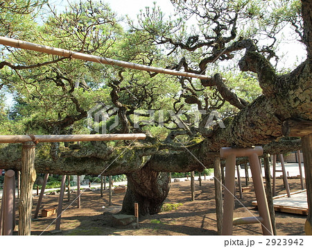 善養寺・影向の松 善養寺・影向の松 2923942