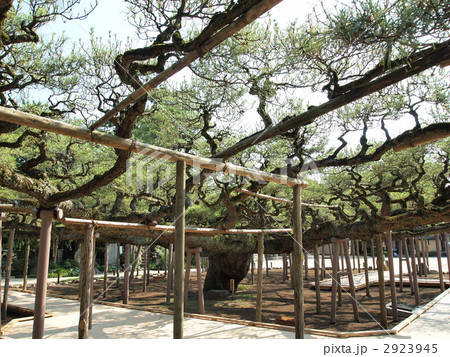 善養寺・影向の松 2923945