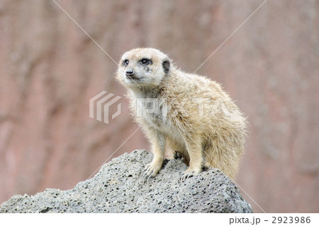 ミーヤキャット 2923986