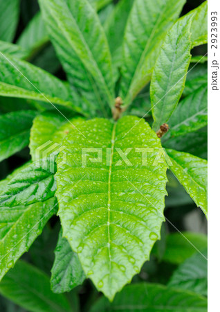 枇杷の葉 2923993