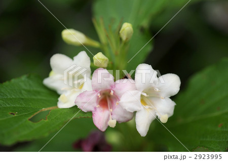 箱根空木 箱根空木 2923995