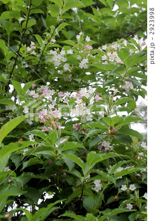 箱根空木 2923998