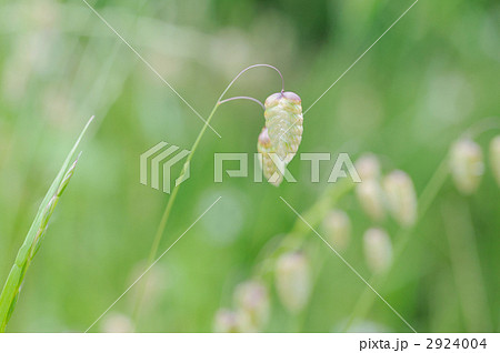 コバンソウ コバンソウ 2924004