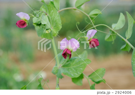 エンドウの赤花 エンドウの赤花 2924006