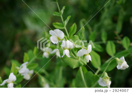 エンドウの白花 エンドウの白花 2924007