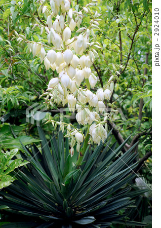 リュウゼツラン リュウゼツラン 2924010