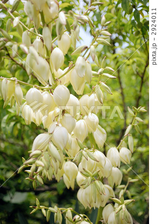 リュウゼツラン リュウゼツラン 2924011