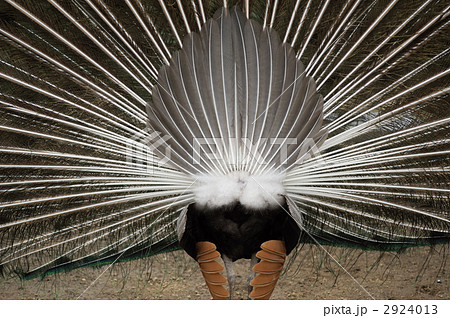 クジャクのお尻 2924013