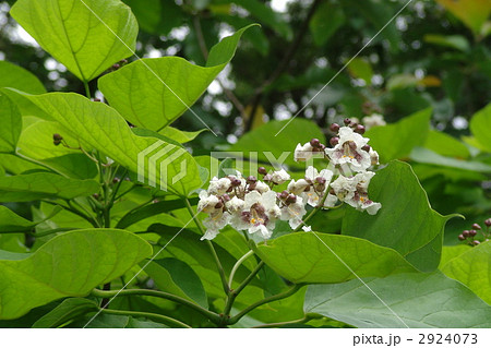 6月　アメリカキササゲ・ノウゼンカズラ科01 2924073