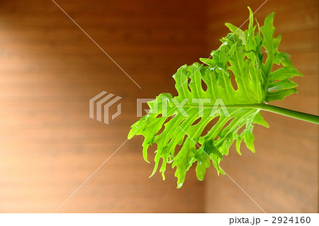 6月葉　クワズイモ・サトイモ科06 2924160