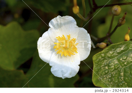 68183　シラユキゲシ 2924314